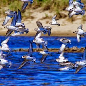 Meet your Posher, Brittania